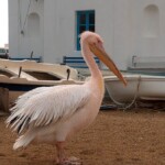 mykonos-greece-24